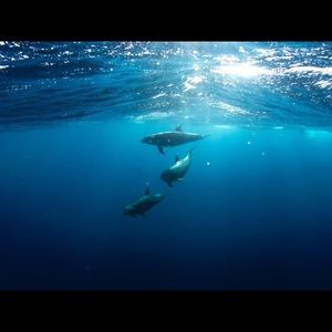 Meet your Posher, Jor